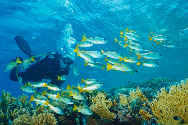 A scuba diver swimming over a coral reef beside a large school of yellow fish in clear turquoise water